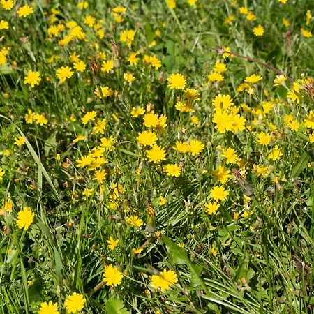 Geldersche Tuin 6 Persoons *