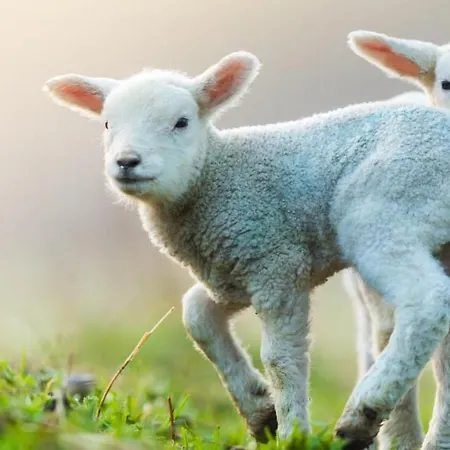 Geldersche Tuin 6 Persoons אמסט