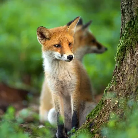 וילה Geldersche Tuin 6 Persoons *