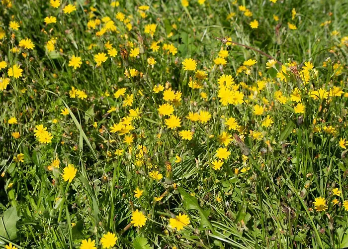 Geldersche Tuin 6 Persoons *