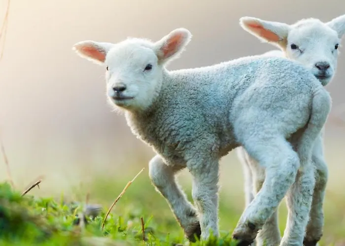 Geldersche Tuin 6 Persoons Emst