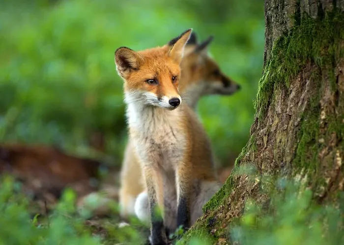Villa Geldersche Tuin 6 Persoons *